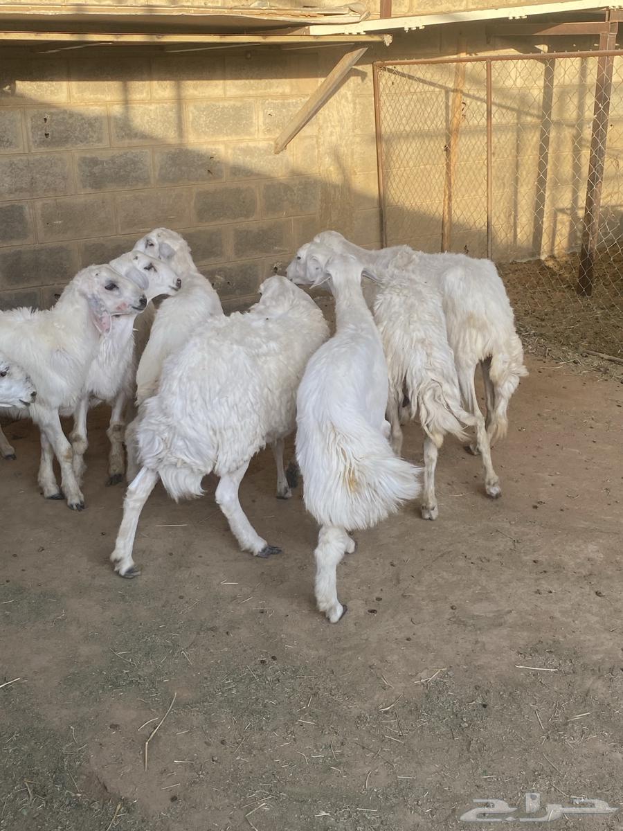 تم البيع عسالله يرزق رعيها عدد شعرها64421255936898113