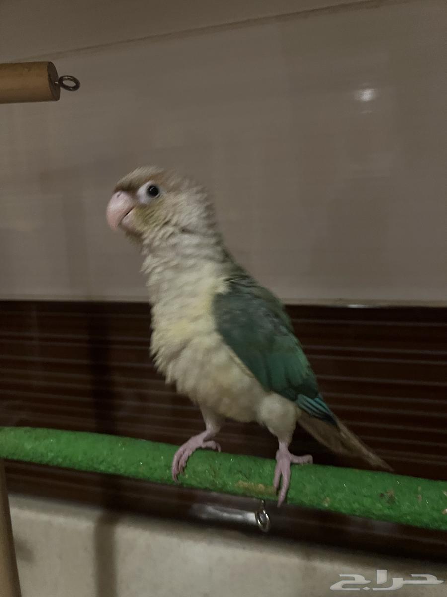 فرخ كنيور تركواز64423054473602111