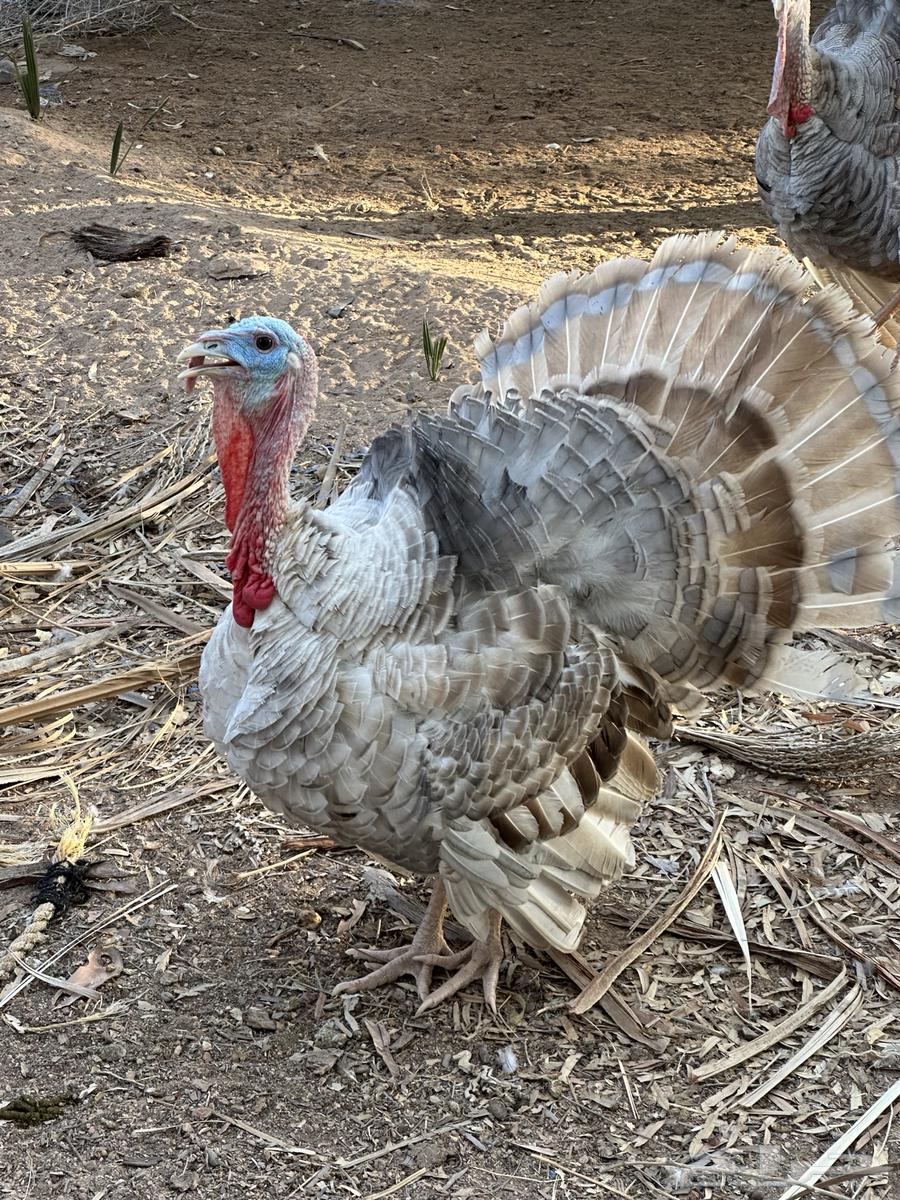 رومي للبيع64424159234689110