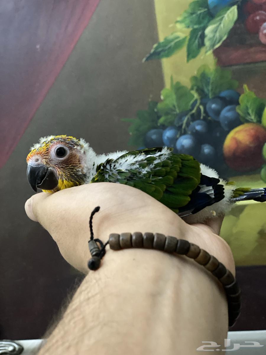 تم البيع فرخ صن كنيور64420823731203110