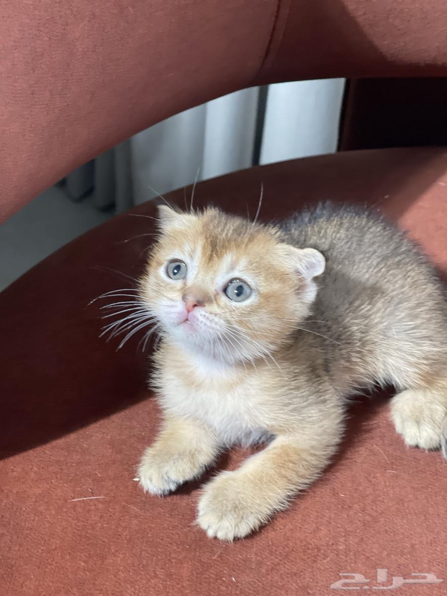 سكوتش فولد قطط صغيره للبيع64419986917121114