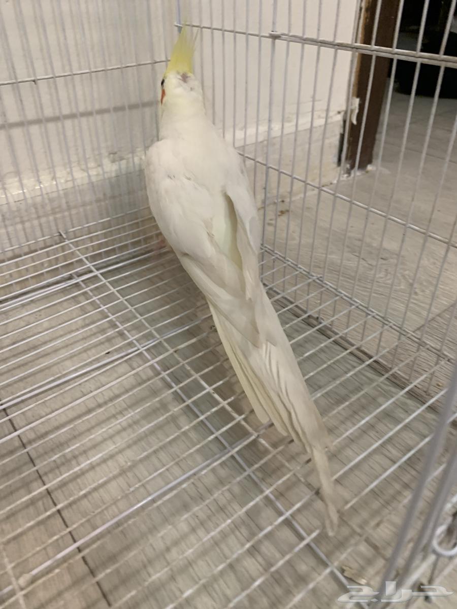 طير كروان64421960274177110