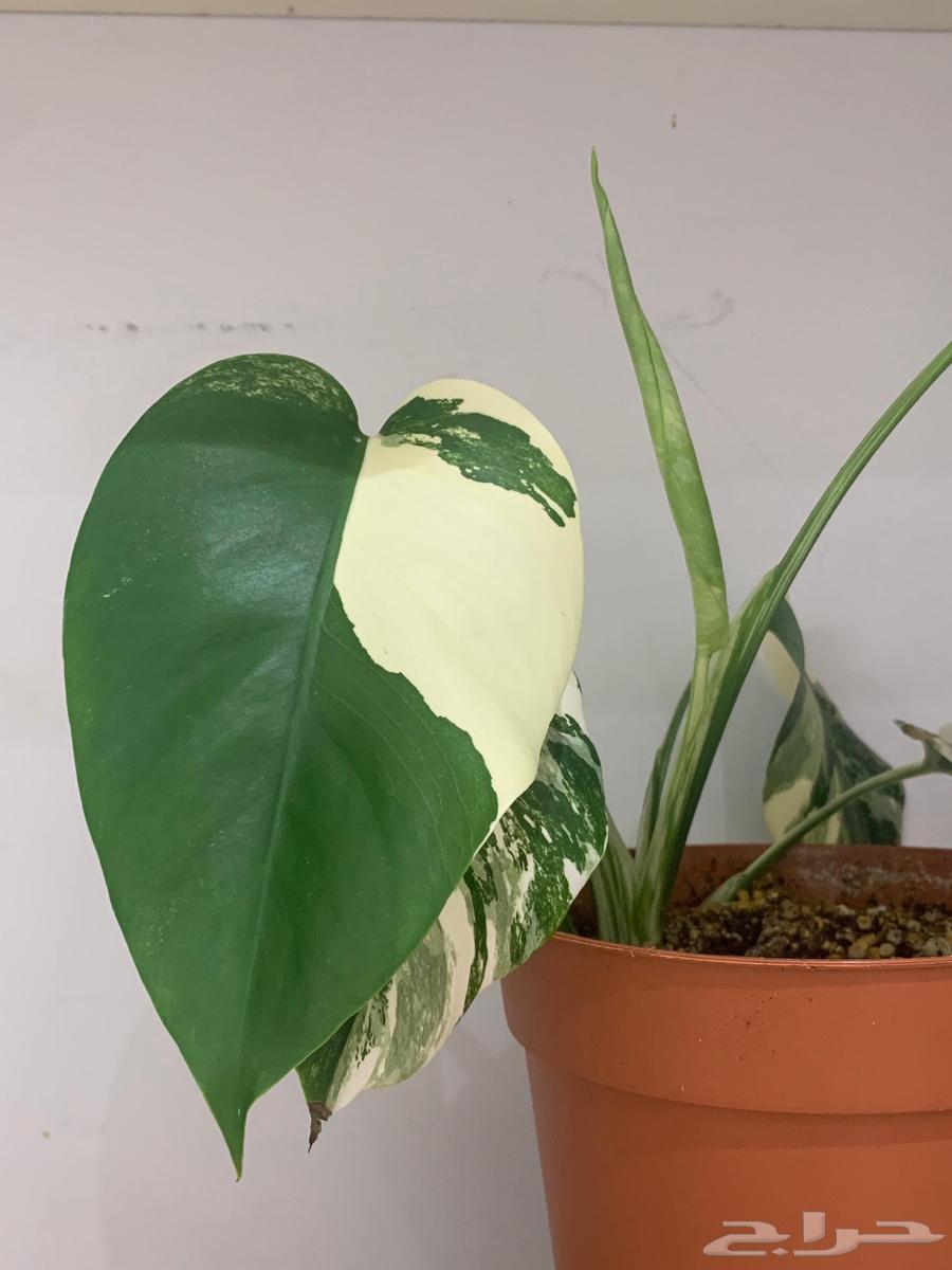 مونستيرا البو فرقيتد  monstera albo var64422960027394112