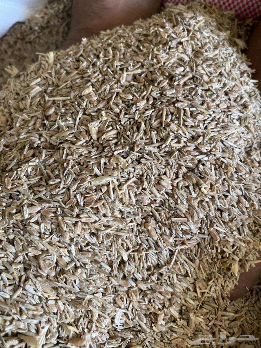 بذر هيبان صافي وبذر هيبان مخلوط64421093630083112