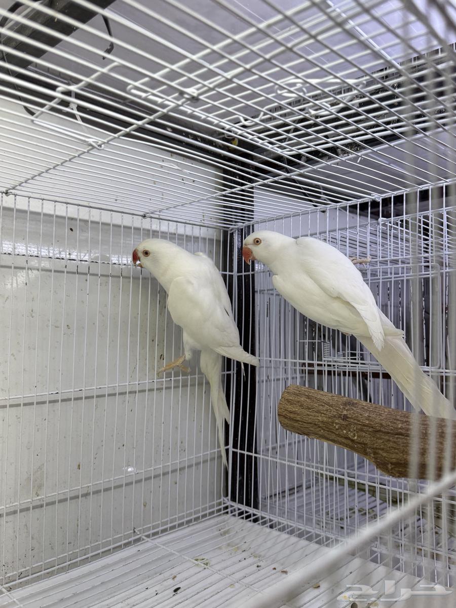 Jawz Dera Latino available Jawz Dera64421053611907112