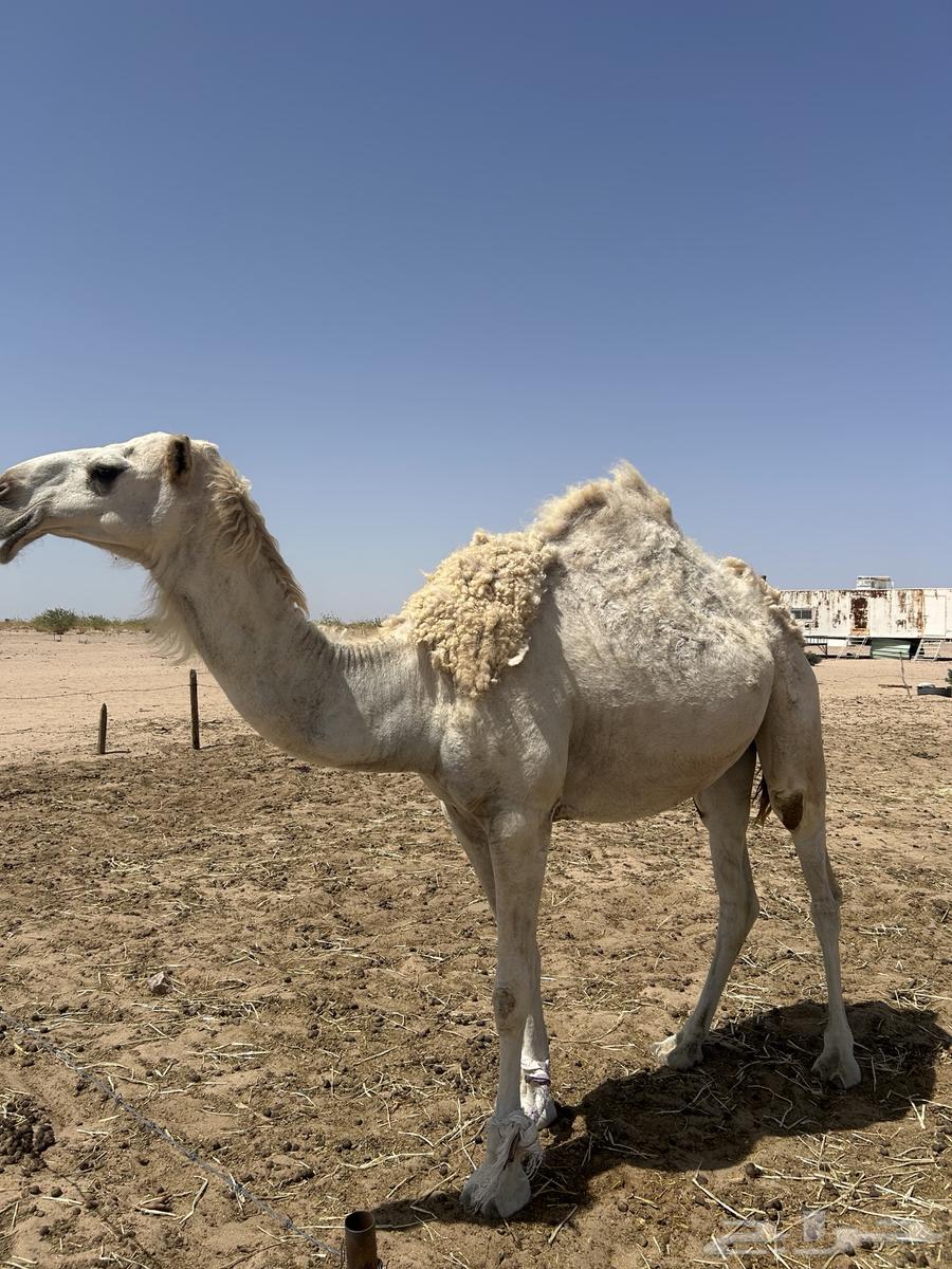 ثلاث نياق لقاحات للبيع64422014836483112