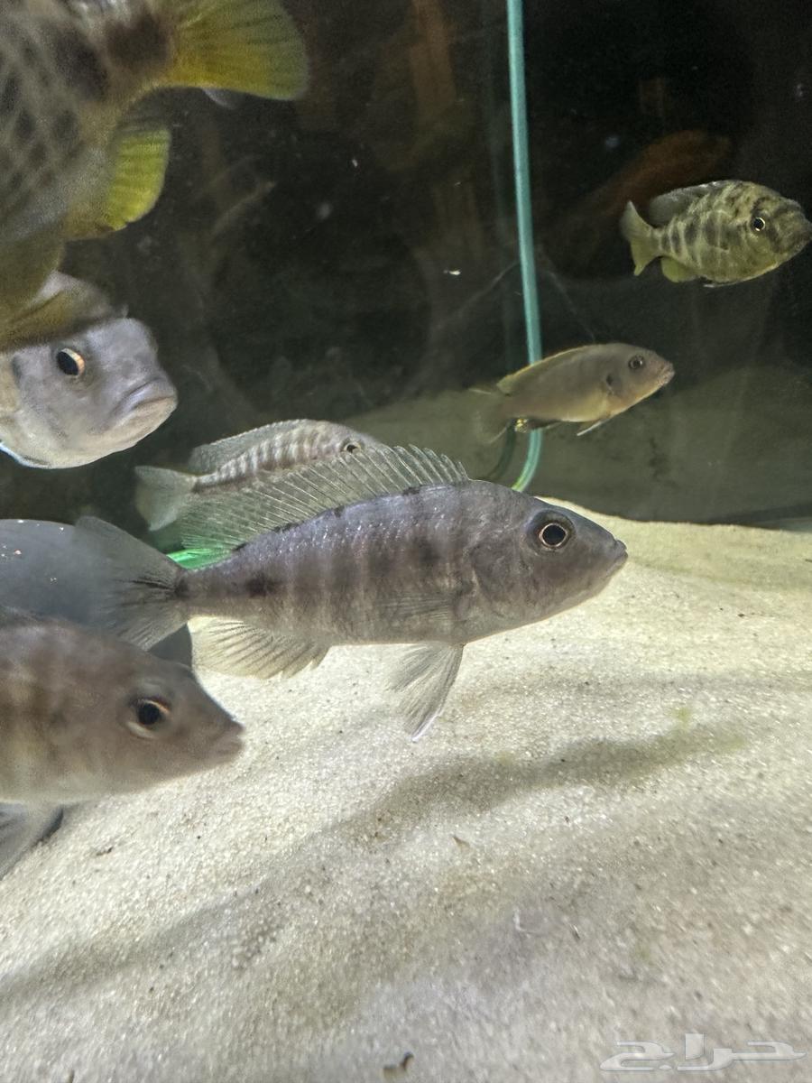 انثى سكليد هابس64424882662402110