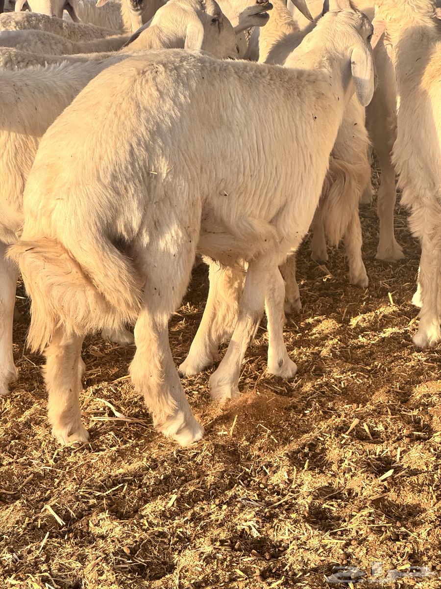 حريات البيع تفريد64420458773250112