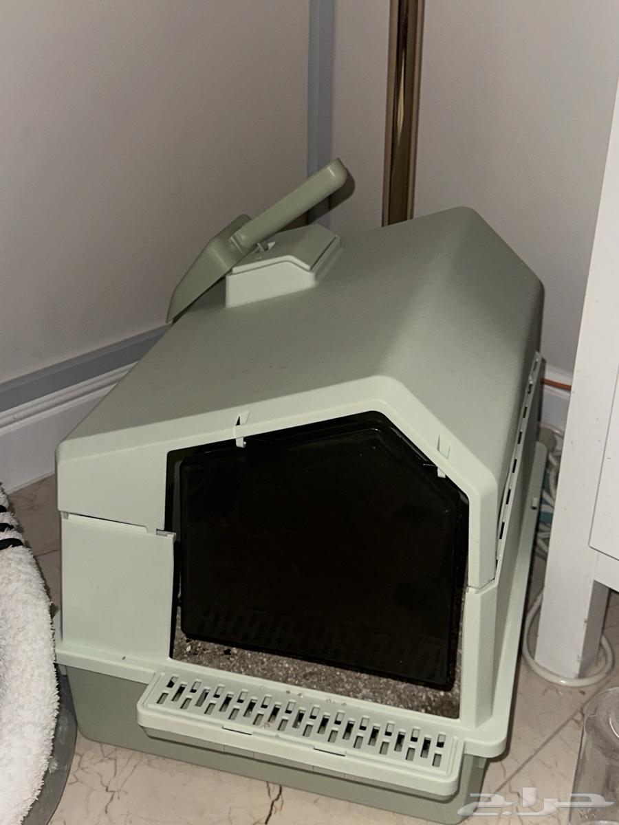 قطط شيرازي للبيع مع جميع مستلزماته الجبيل الصناعية64425677299330112