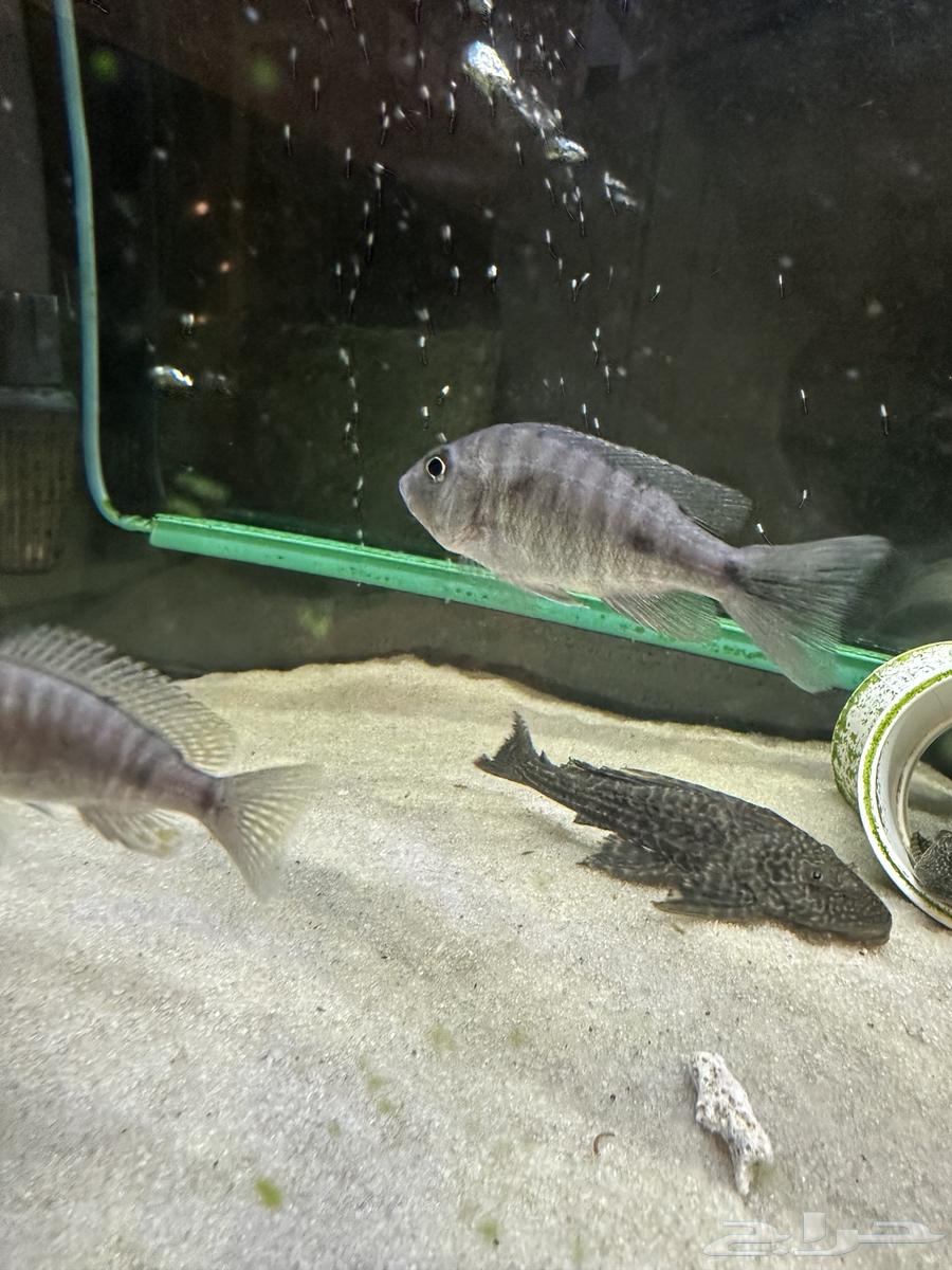 انثى سكليد هابس64424882662402111