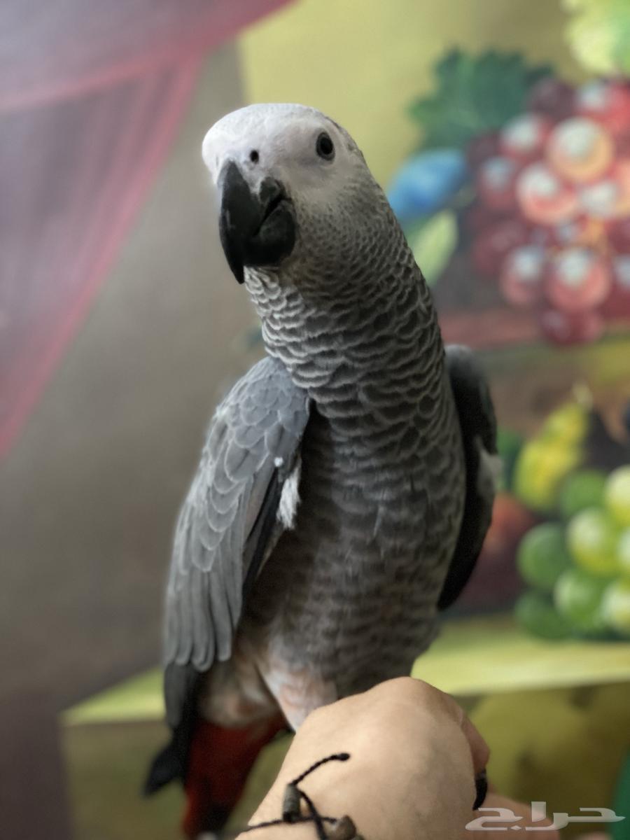 تم البيع فرخ كاسكو طفرة64419716475650110