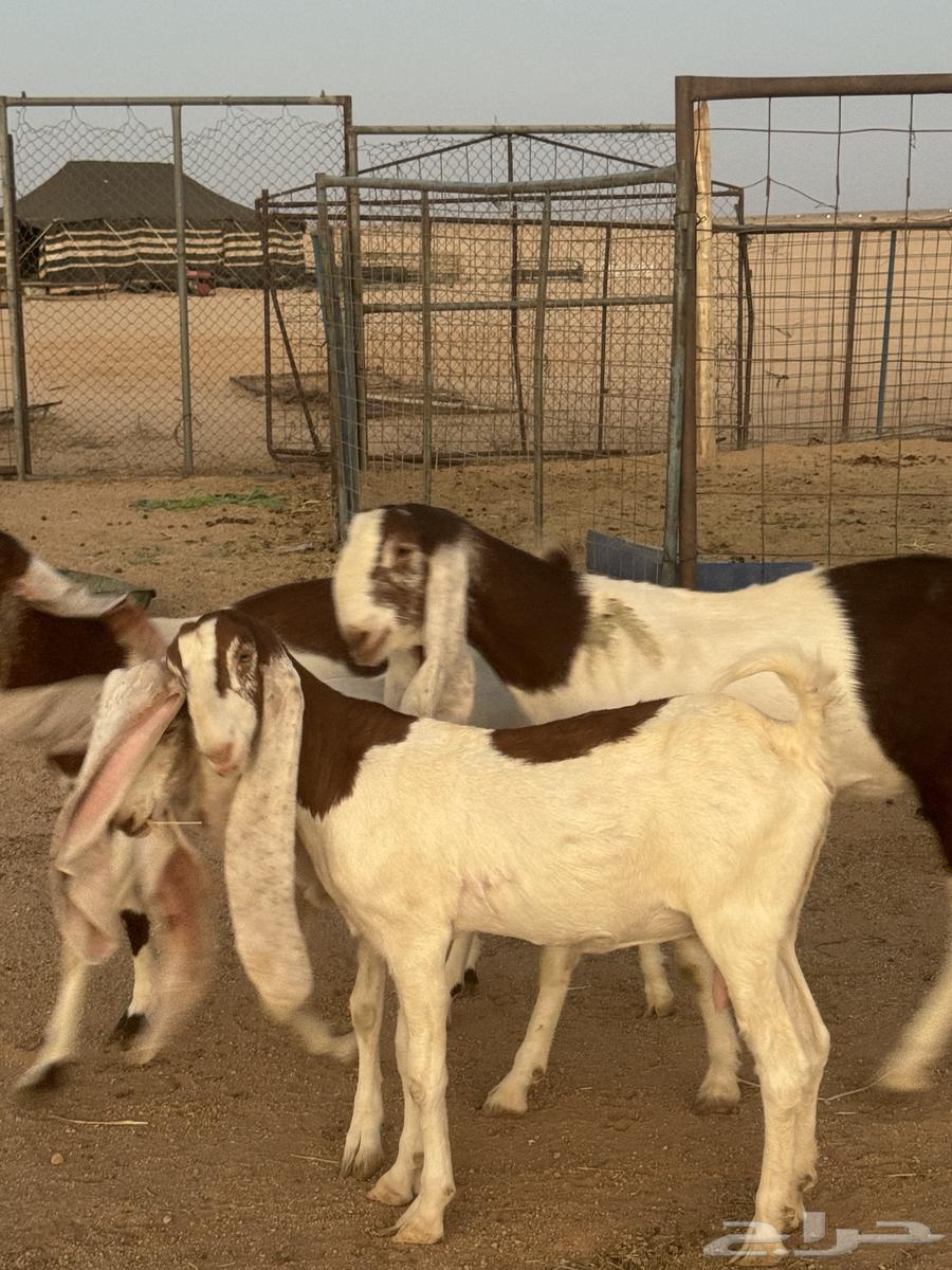 للبيع معزا هولنديات صنف64425070947714111