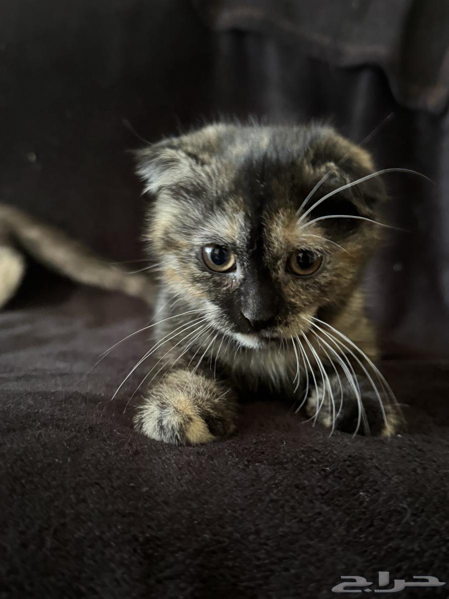 قطط للبيع الوحده ب 500 ذكر وأنثى الأنثى السودا و الأبيض ذكر64424579700737110