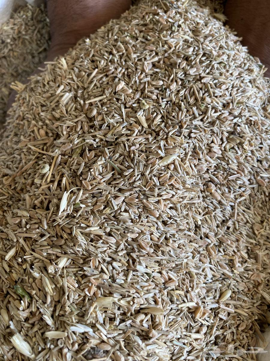 بذر هيبان صافي وبذر هيبان مخلوط64421093630083111