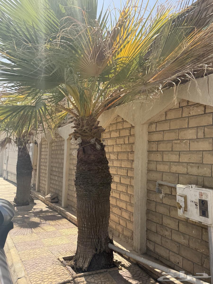 Washingtonian palm trees, Washingtonia Palm, two for sale64422205312130114