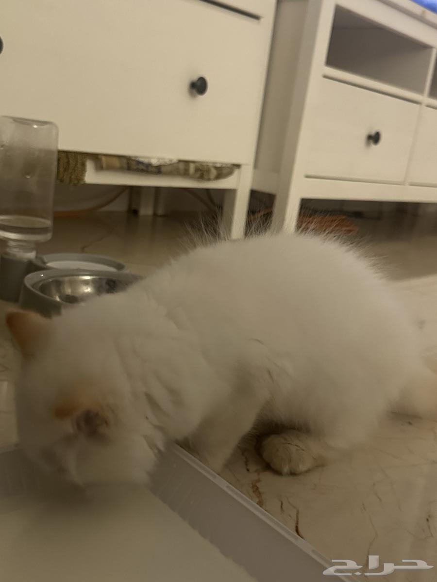 قطط شيرازي للبيع مع جميع مستلزماته الجبيل الصناعية64425677299330110