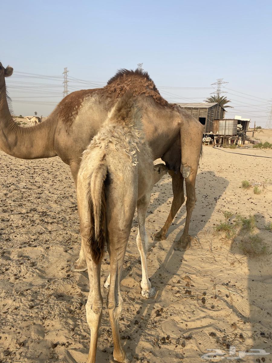 قعود للبيع64423381944705110