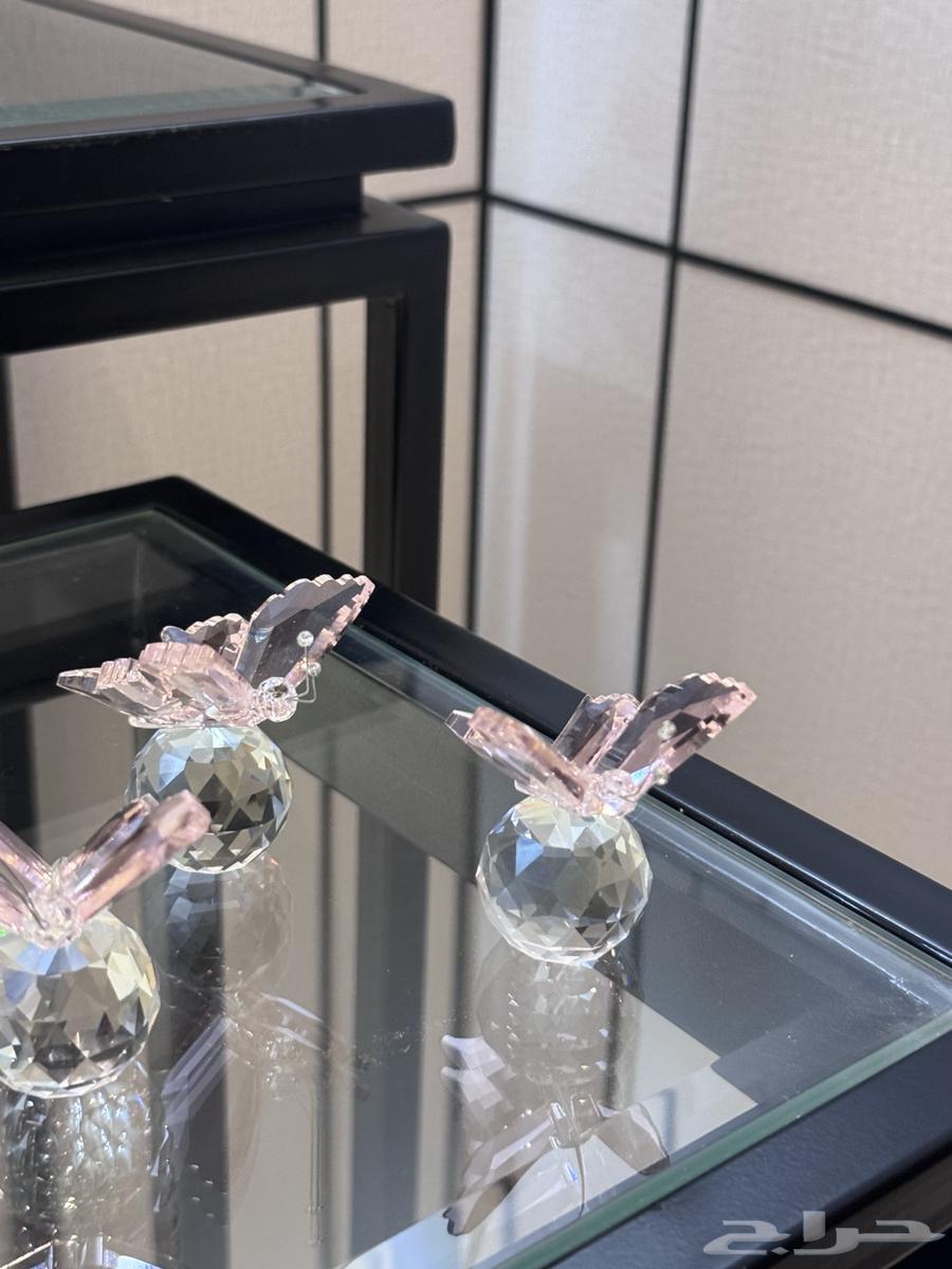 ستاند ورد  شبكه   مواليد حفلات تخرج64419278537985112