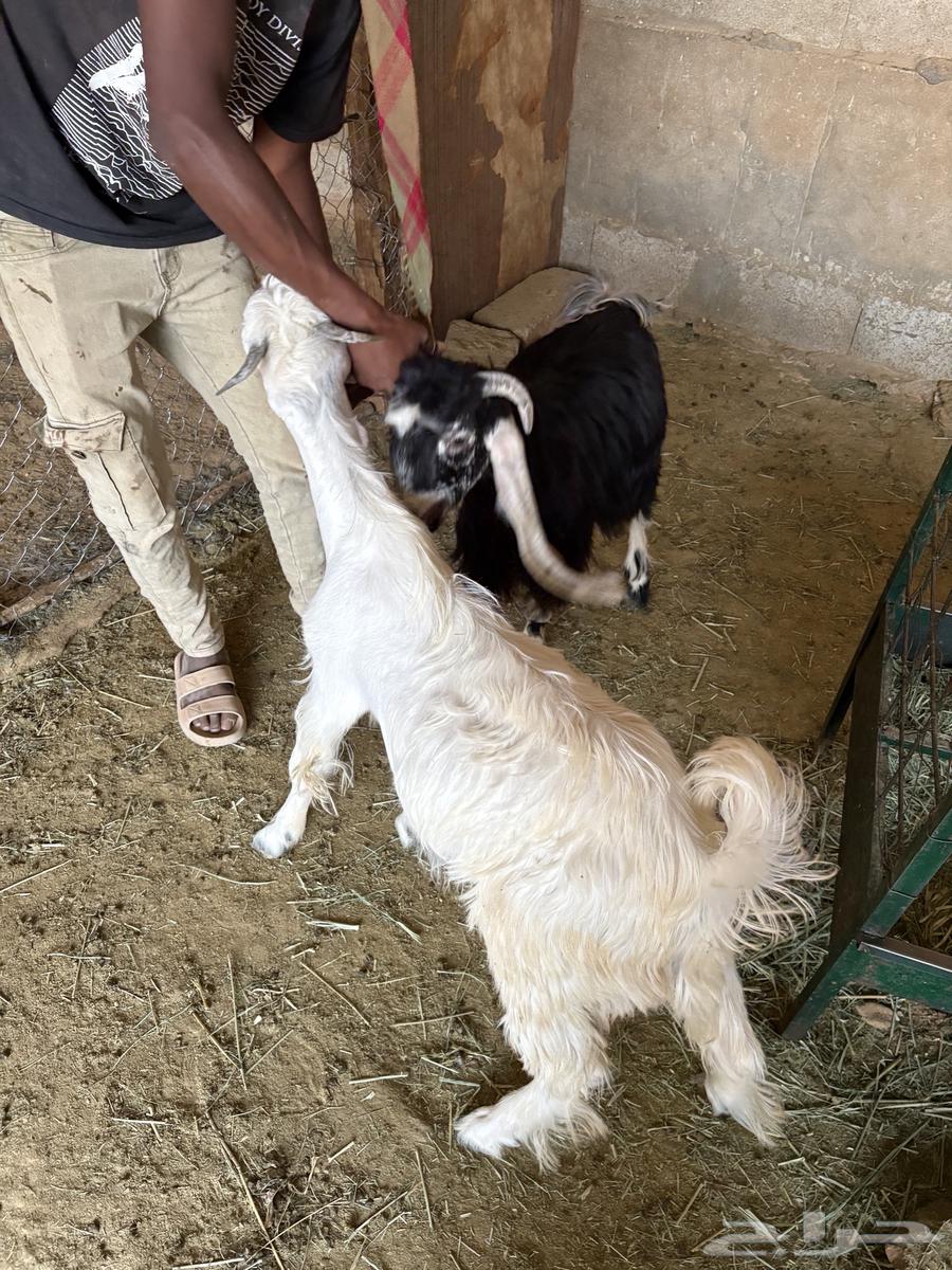 للبيع تيوس طيبه سمينه اعمار 6 اشهر64420566696067110