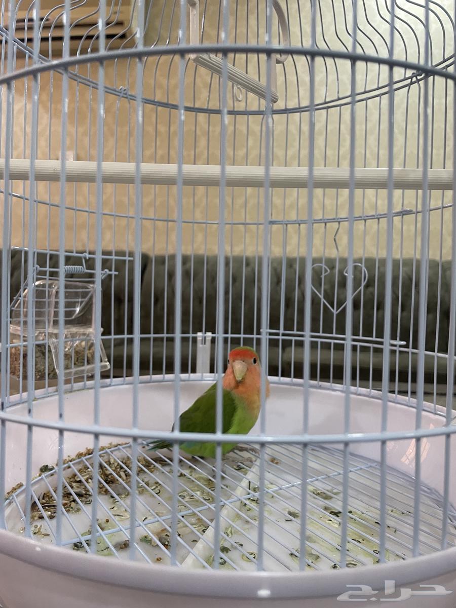 Bird of the day64422435086977110