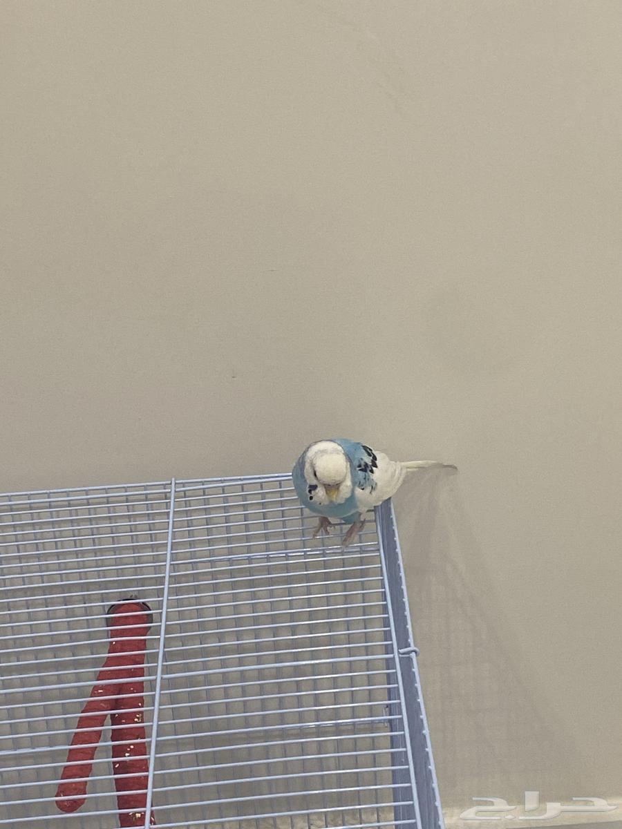 بادجي الحبه 70  شامل الملحقات64423998130689112