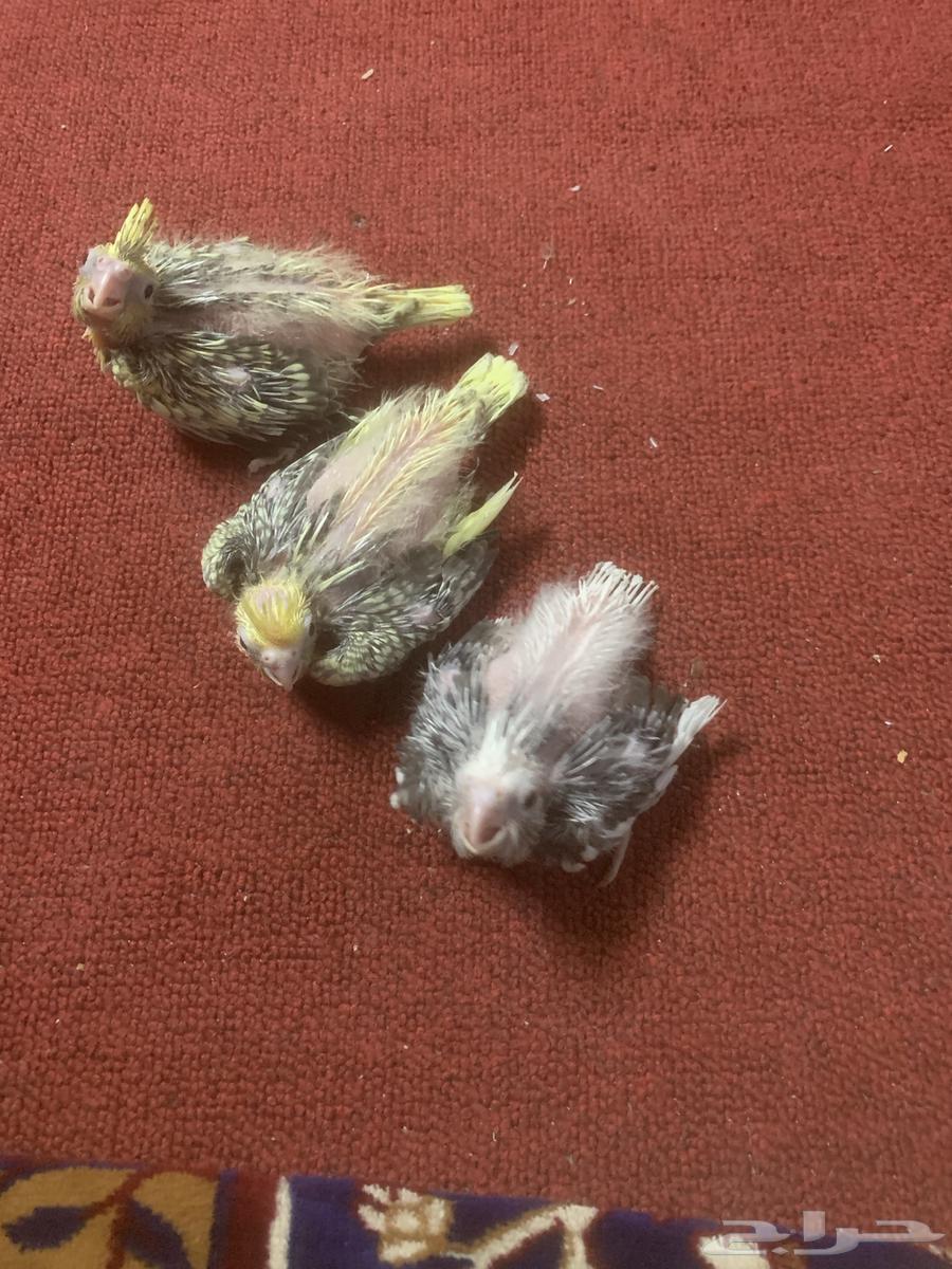 كروانات فروخ لهواة الغر64423944247171114