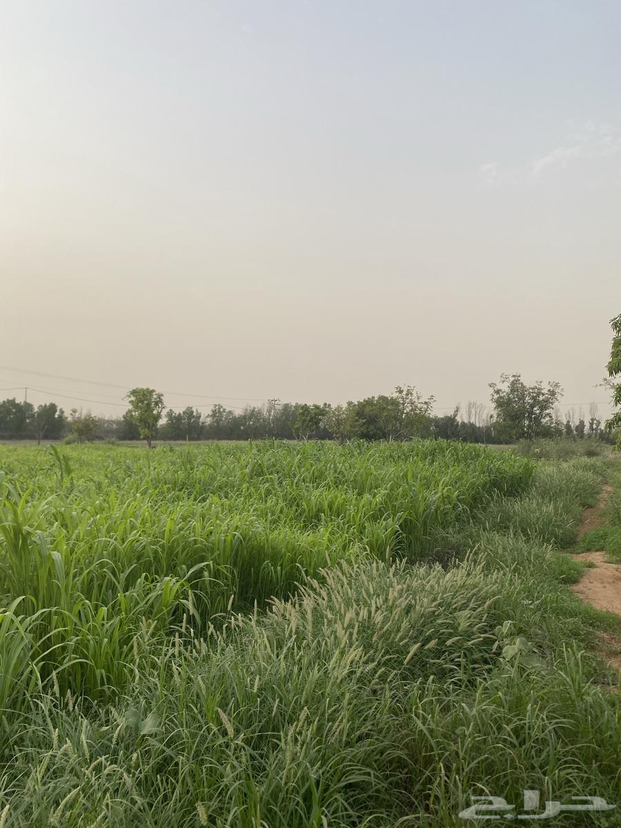 قصب اخضر في الفطيحه وضواحيها مع التوصيل64420458800001114