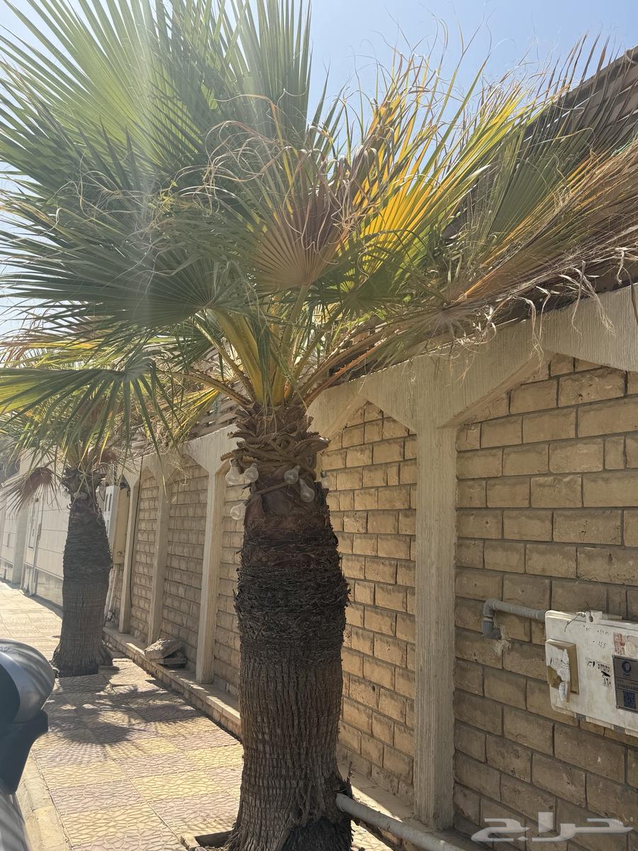 Washingtonian palm trees, Washingtonia Palm, two for sale64422205312130112