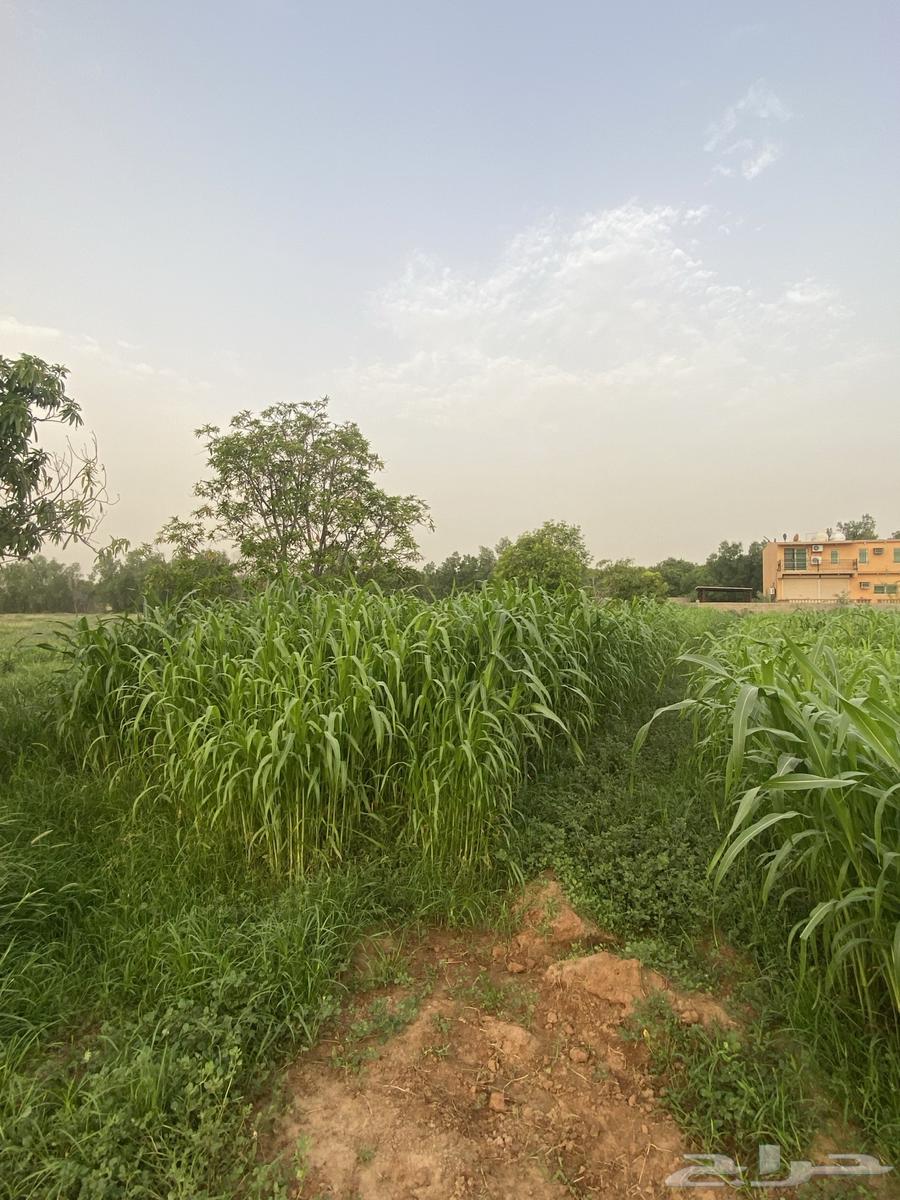 قصب اخضر في الفطيحه وضواحيها مع التوصيل64420458800001111