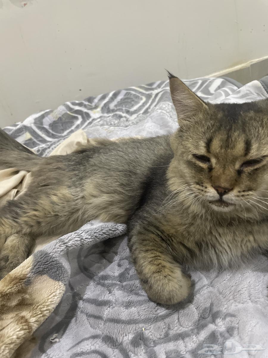 بسه للبيع64424266388865111