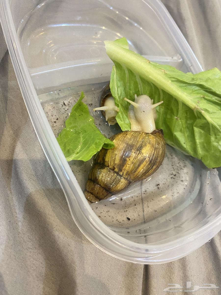 حلزونتين اعمار 7 شهور تقريبا ( لونا وليو ) و بيضهم64421933274243112