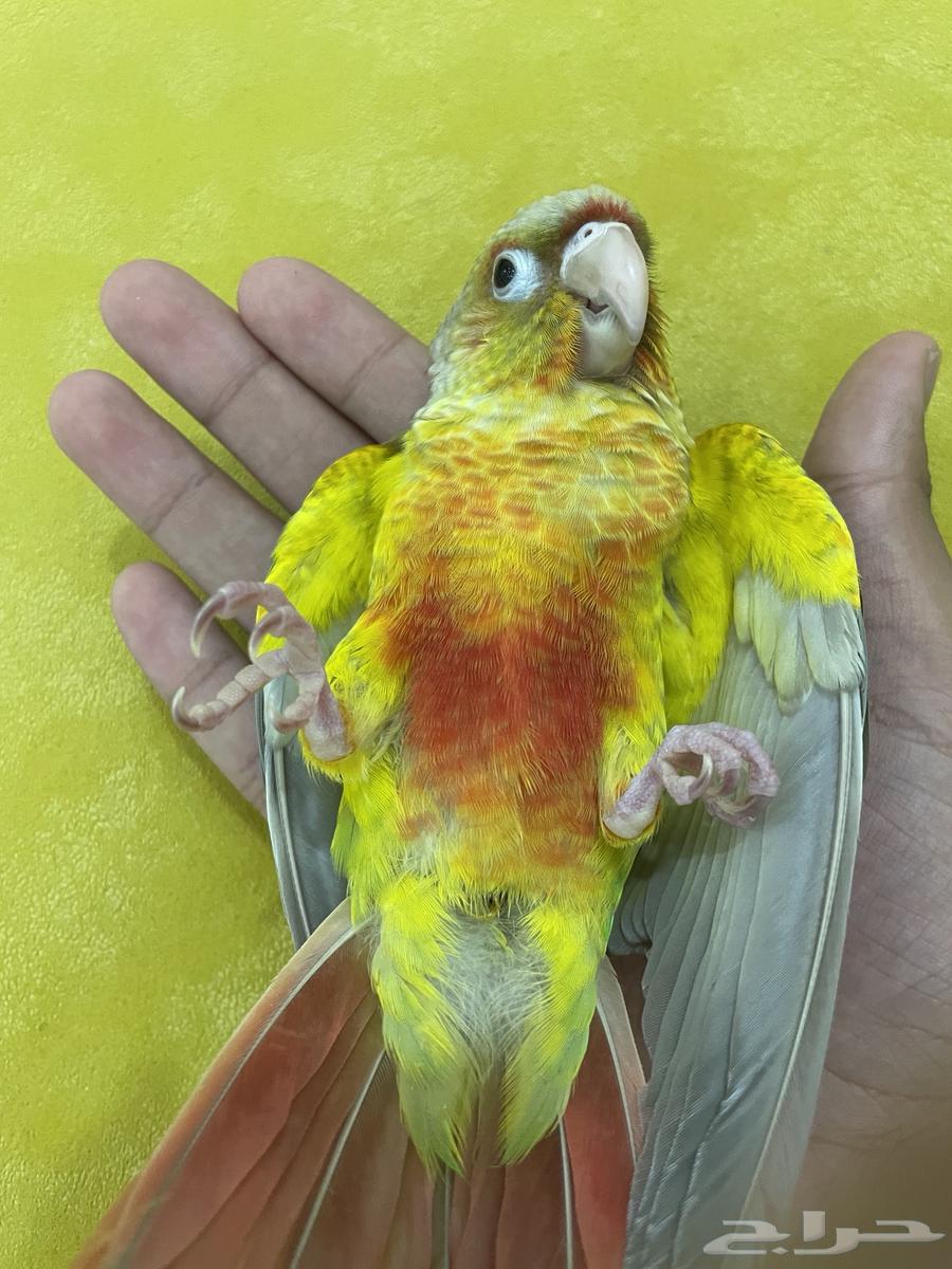 فرخ كنيور أليف و هدد تم البيع64425219458819110