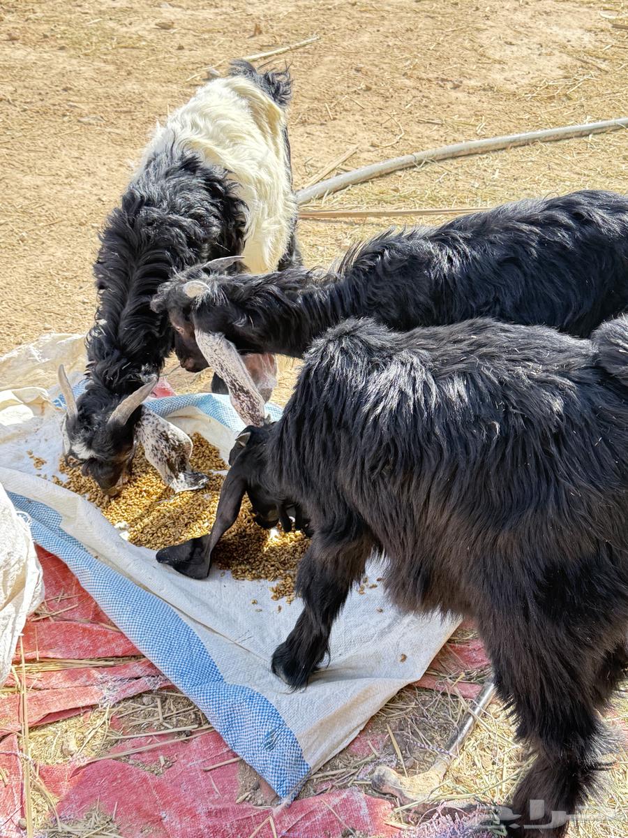 Haray and goats64422708674435110