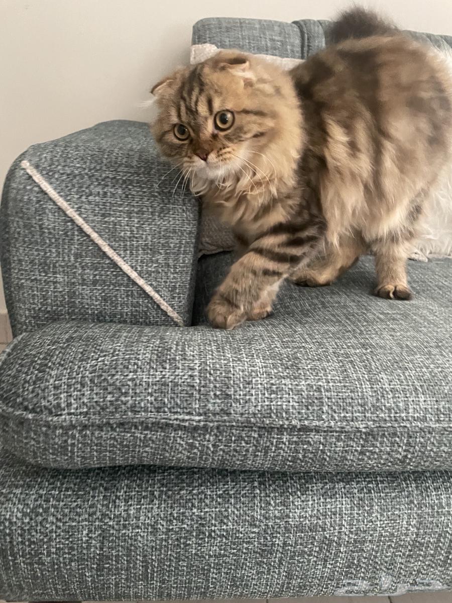 Cats64422028298881114