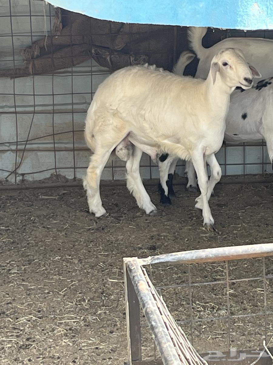 للبيع طلي فل الفل شحم نظيف شرط64422708724739110