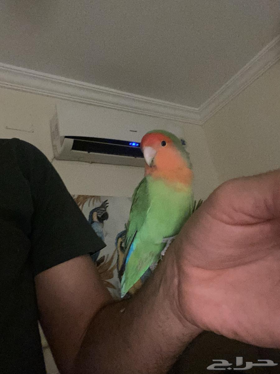 Bird of the Day64425810990083110