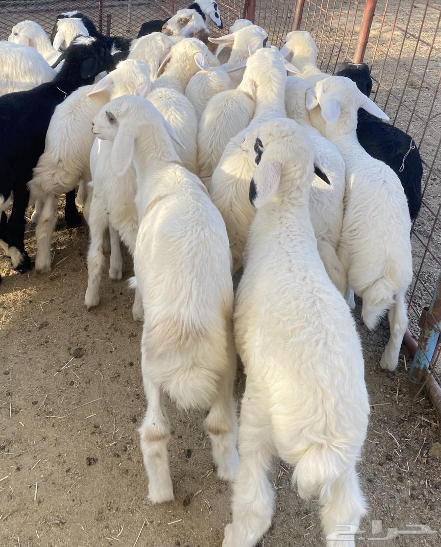 بهم تربيه مهجن طليان تم البيع64423824237698114