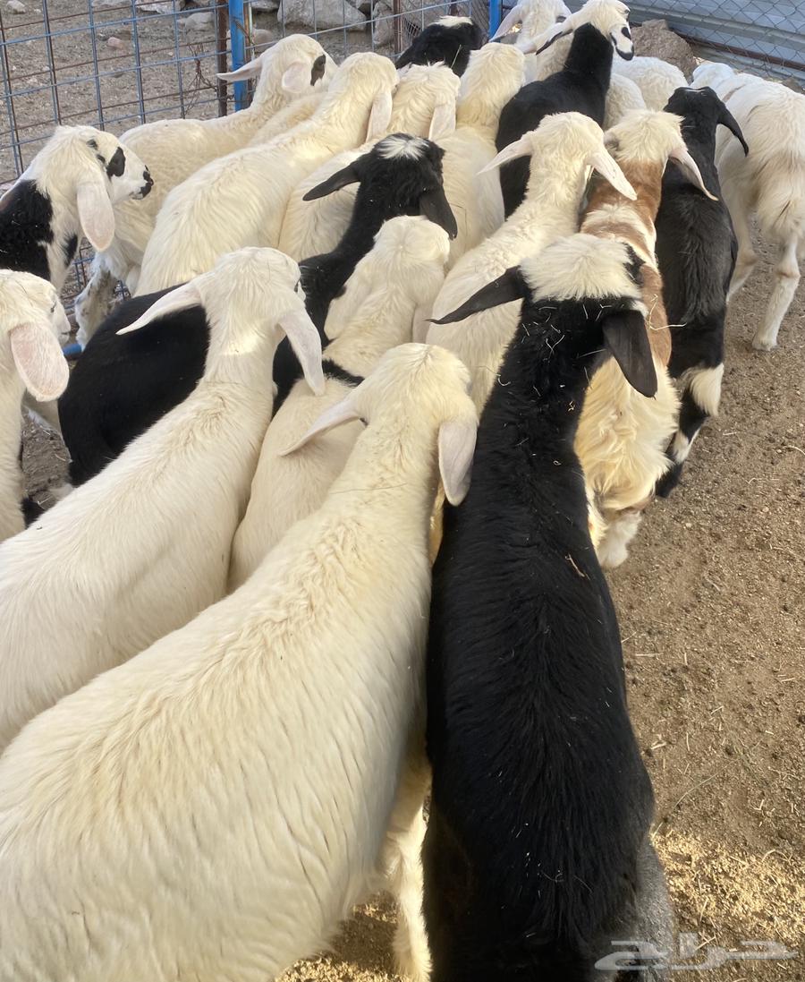 بهم تربيه مهجن طليان تم البيع64423824237698110