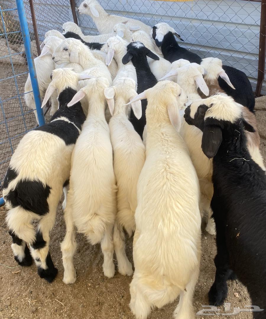 بهم تربيه مهجن طليان تم البيع64423824237698111