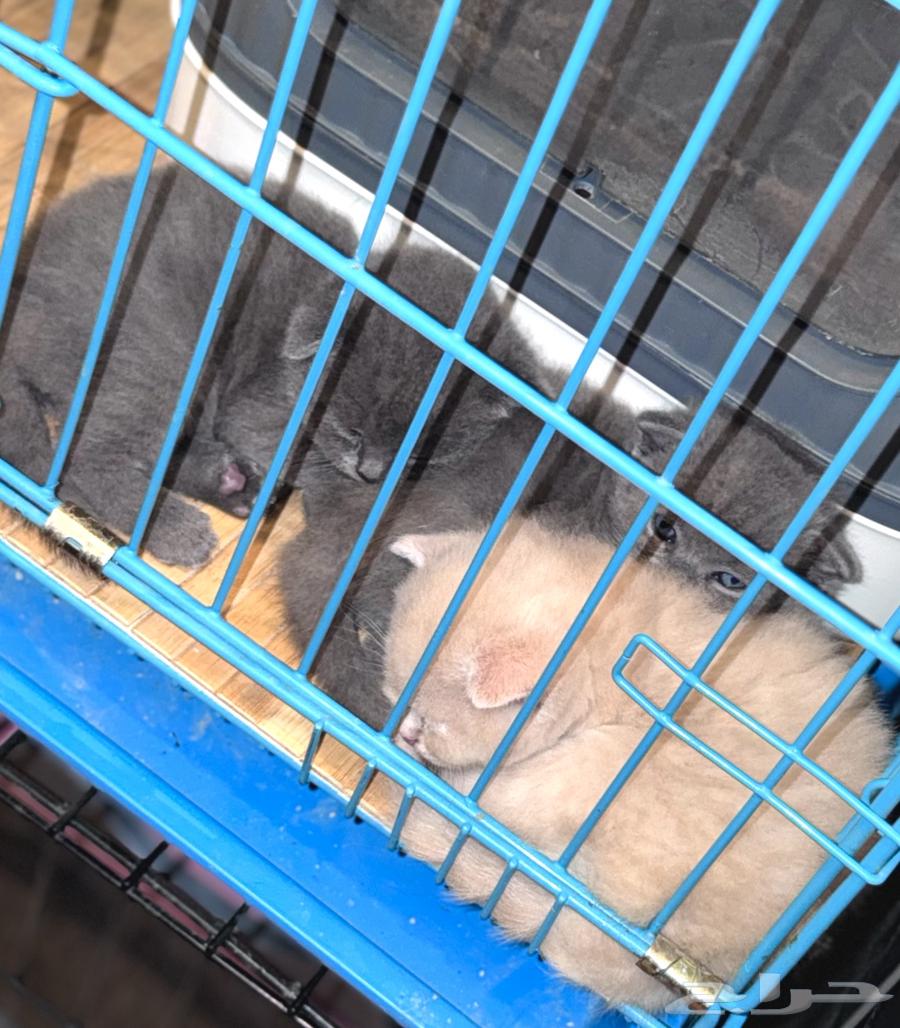 ثلاث قطط للبيع64419292013697110