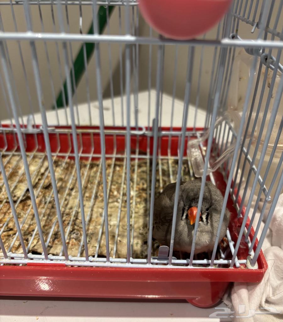 عصفور زيبرا للبيع مع القفص والأكل64421013277827110