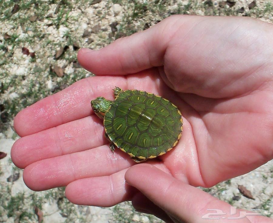 سلاحف اذن حمراء صغيرة64425097830657110