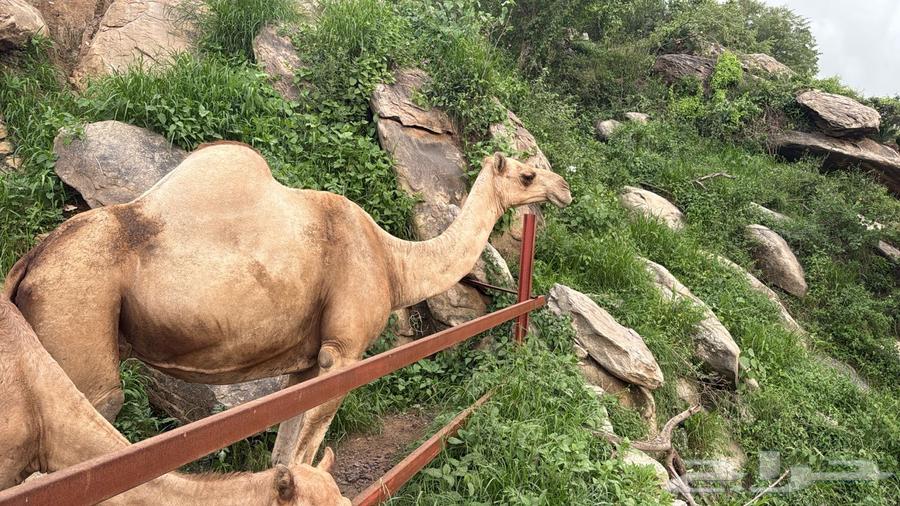 ناقه عاديه للبيع64423931114499111