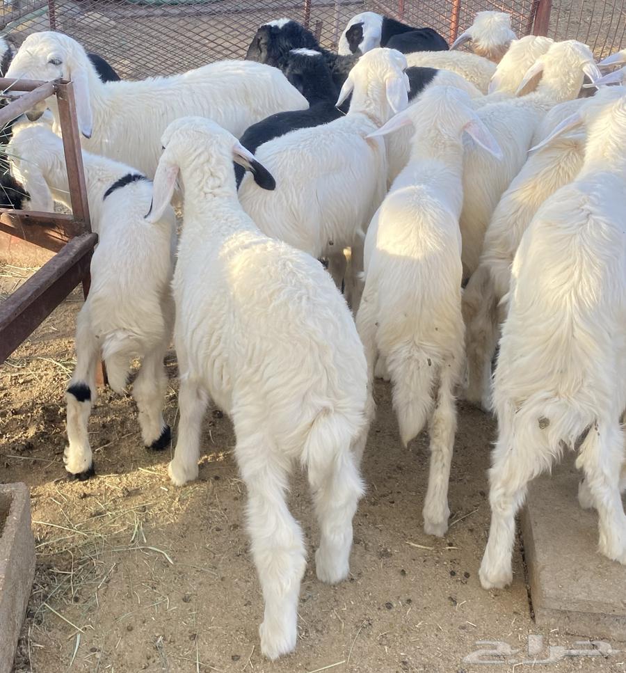 بهم تربيه مهجن طليان تم البيع64423824237698113