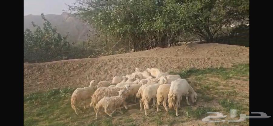 (((SOLD))) Sheep for sale64424457776001111