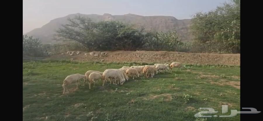 (((SOLD))) Sheep for sale64424457776001112