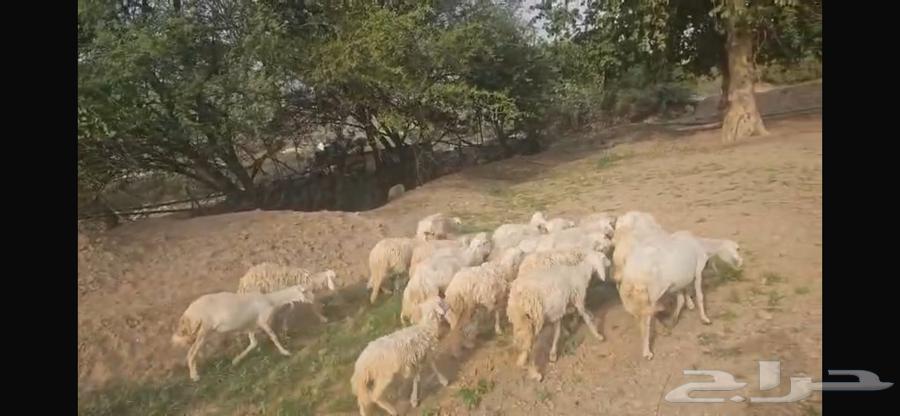 (((SOLD))) Sheep for sale64424457776001110