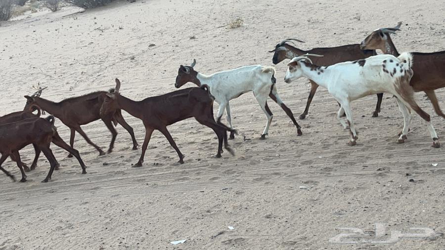 السن (ثنيه رباع سديس قارح. و اكثرها مضاريع  . الصحه شرط64424199200642114