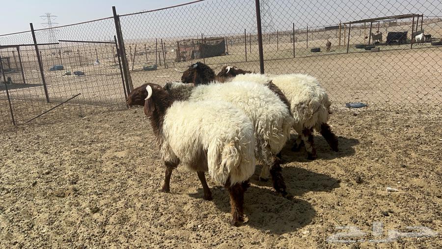 Na3im sheep and luxurious wool64421242210433112