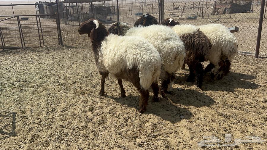 Na3im sheep and luxurious wool64421242210433111